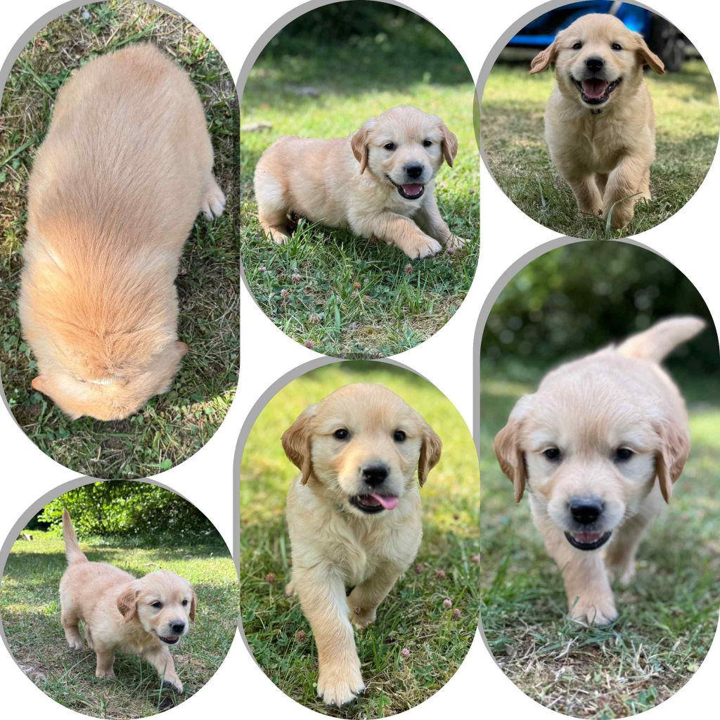 Du Domaine Des Belles Aubois - Chiots disponibles - Golden Retriever