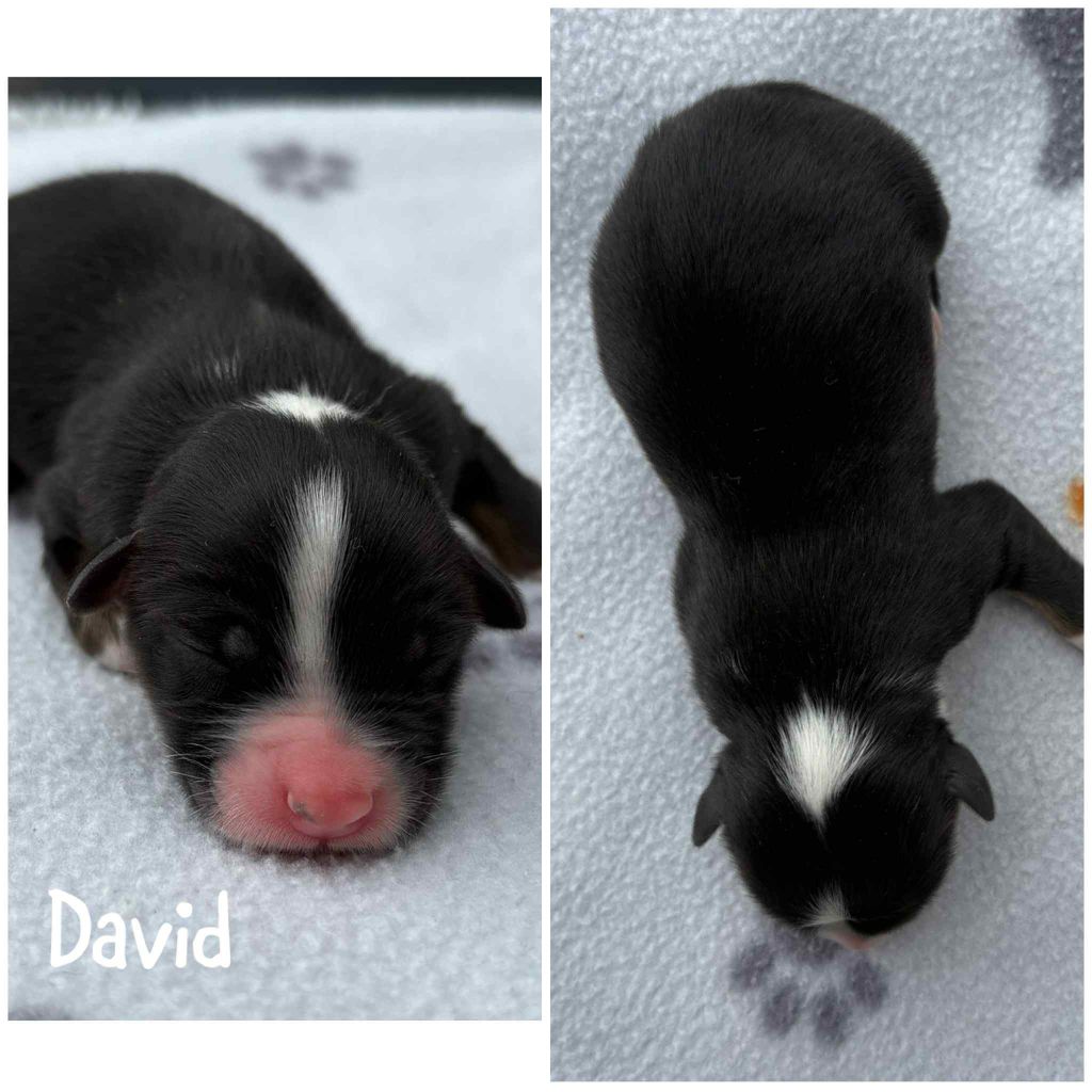 Du Domaine Des Belles Aubois - Chiots disponibles - Berger Australien