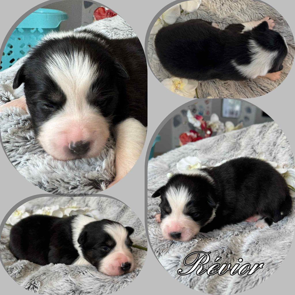 Du Domaine Des Belles Aubois - Chiots disponibles - Berger Australien