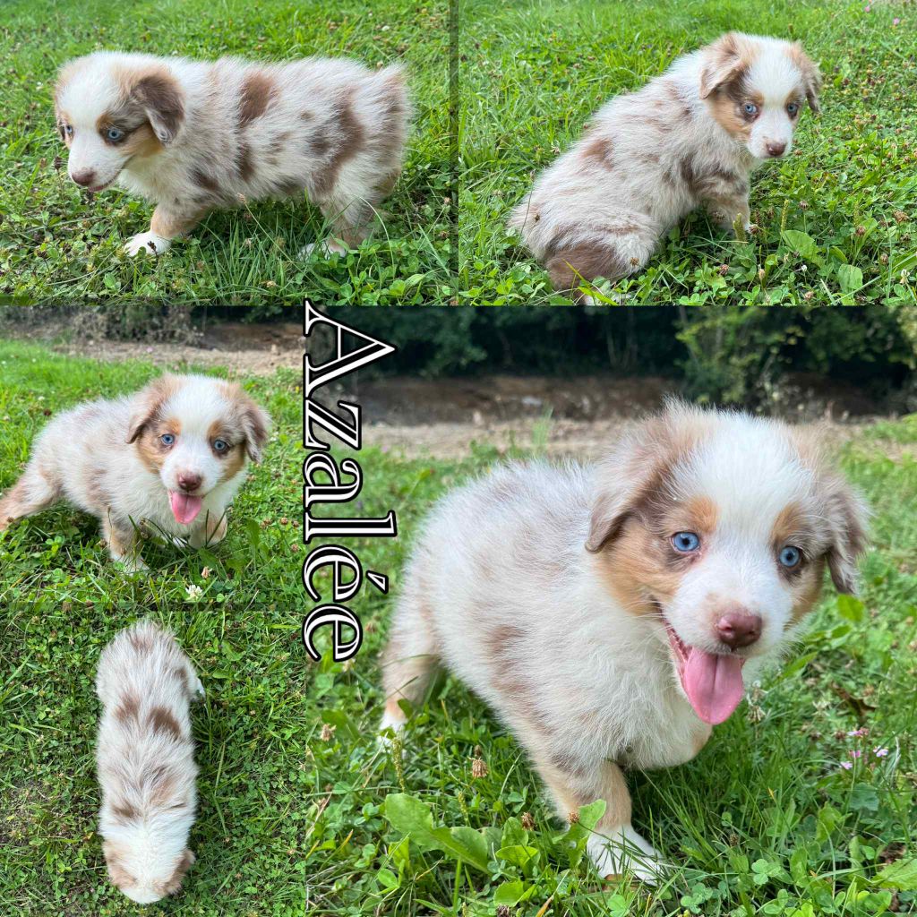 Du Domaine Des Belles Aubois - Chiots disponibles - Berger Australien
