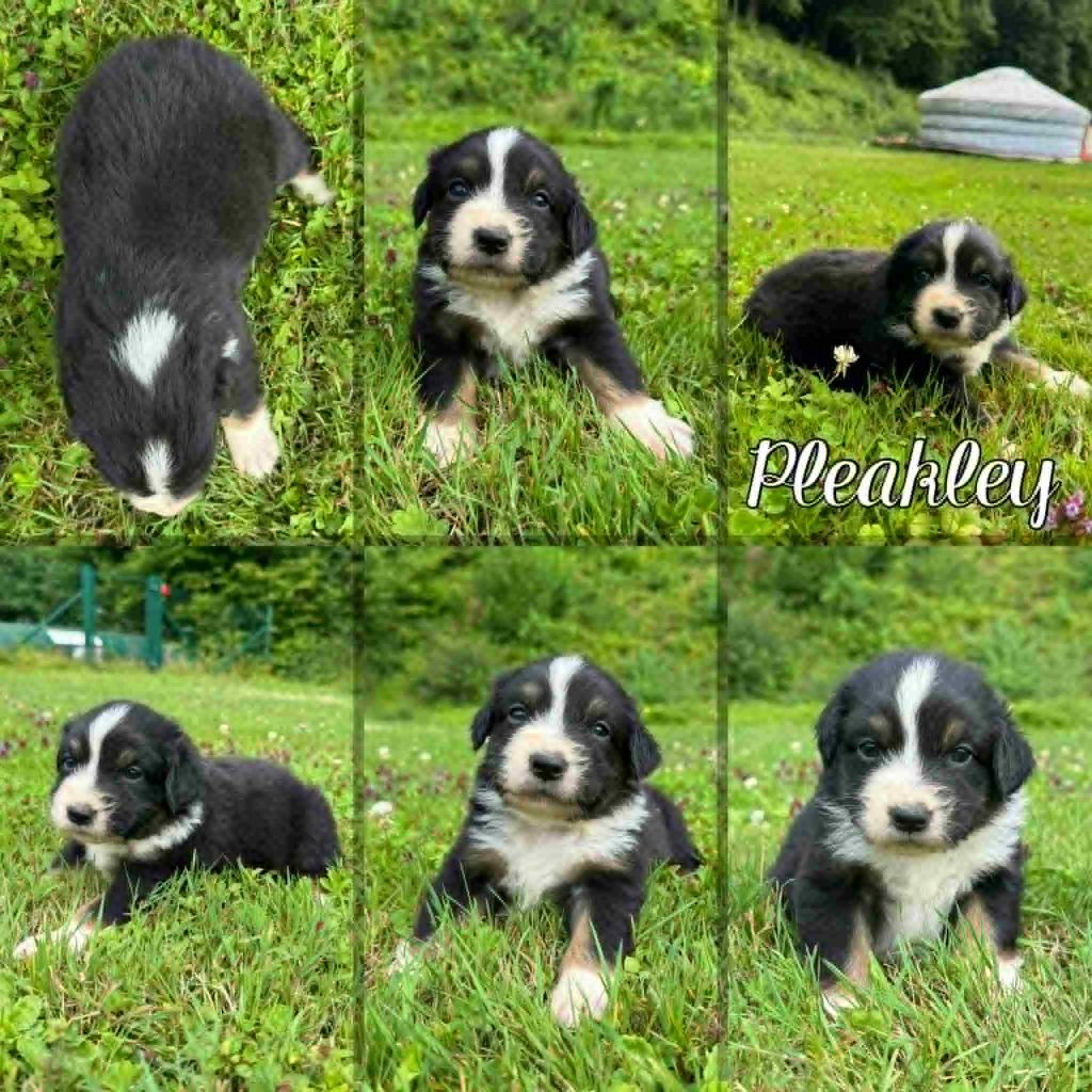 Du Domaine Des Belles Aubois - Chiots disponibles - Berger Australien
