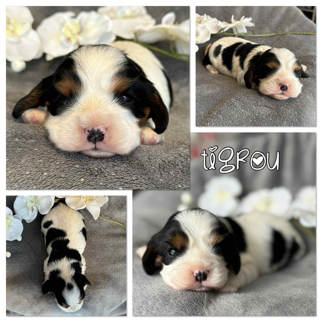 Du Domaine Des Belles Aubois - Chiots disponibles - Cavalier King Charles Spaniel