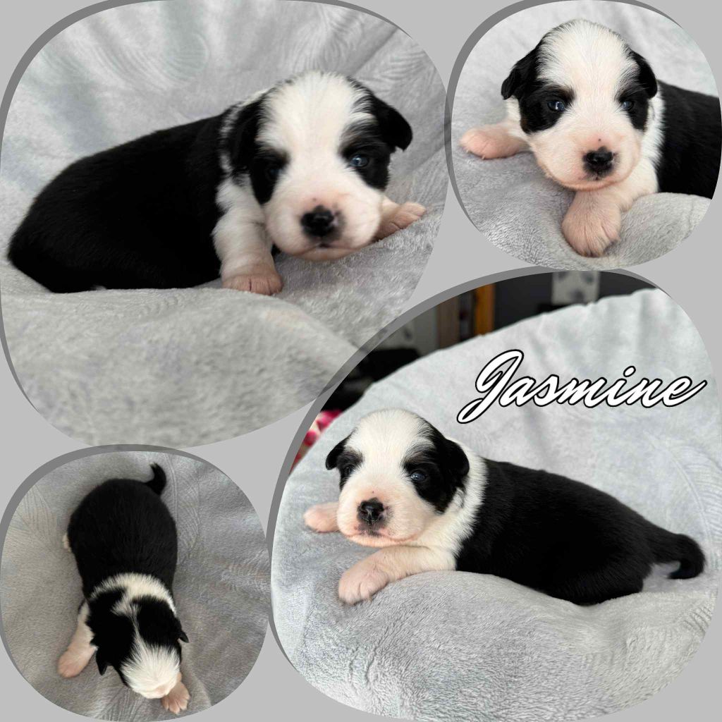 Du Domaine Des Belles Aubois - Chiots disponibles - Berger Américain Miniature 
