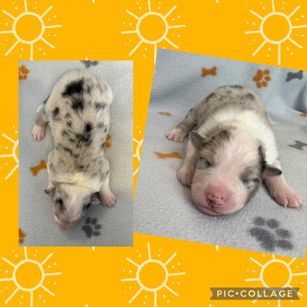 Du Domaine Des Belles Aubois - Chiots disponibles - Berger Australien