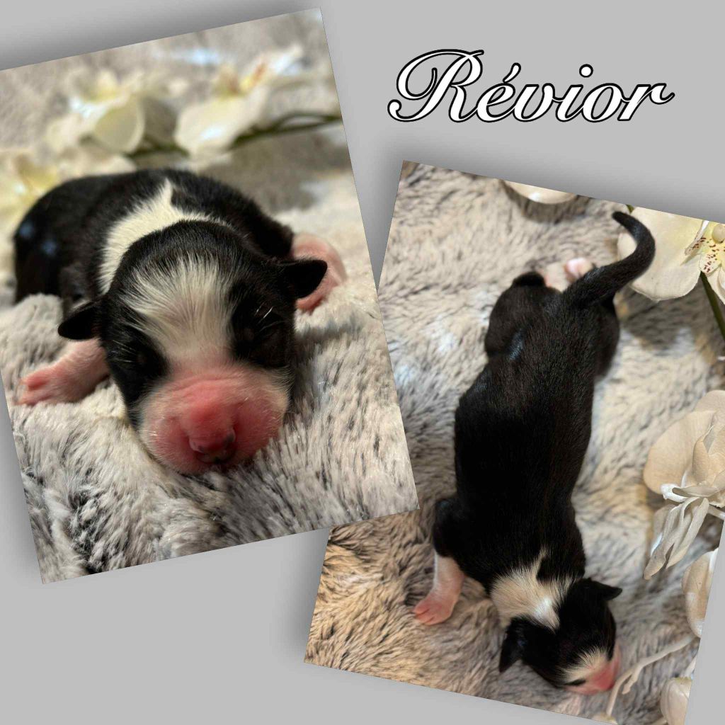 Du Domaine Des Belles Aubois - Chiots disponibles - Berger Australien