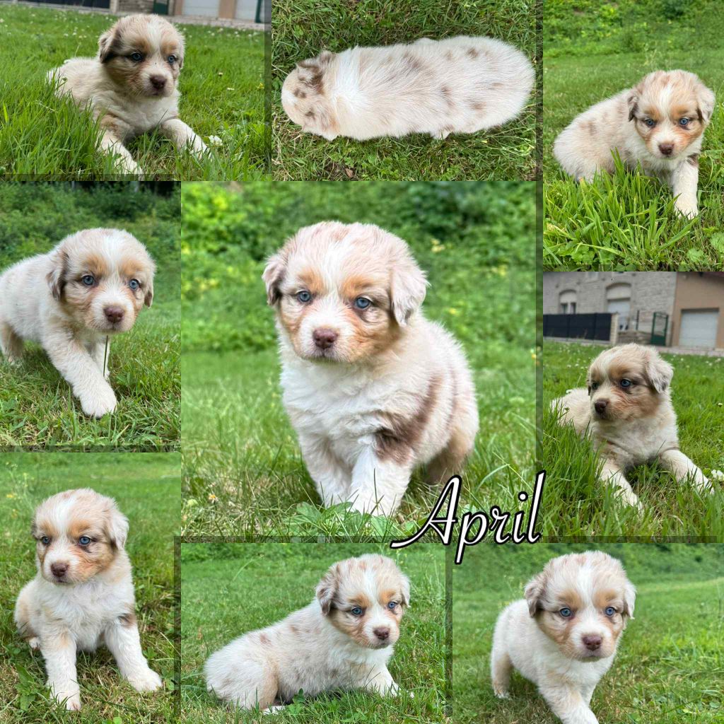 Du Domaine Des Belles Aubois - Chiots disponibles - Berger Australien