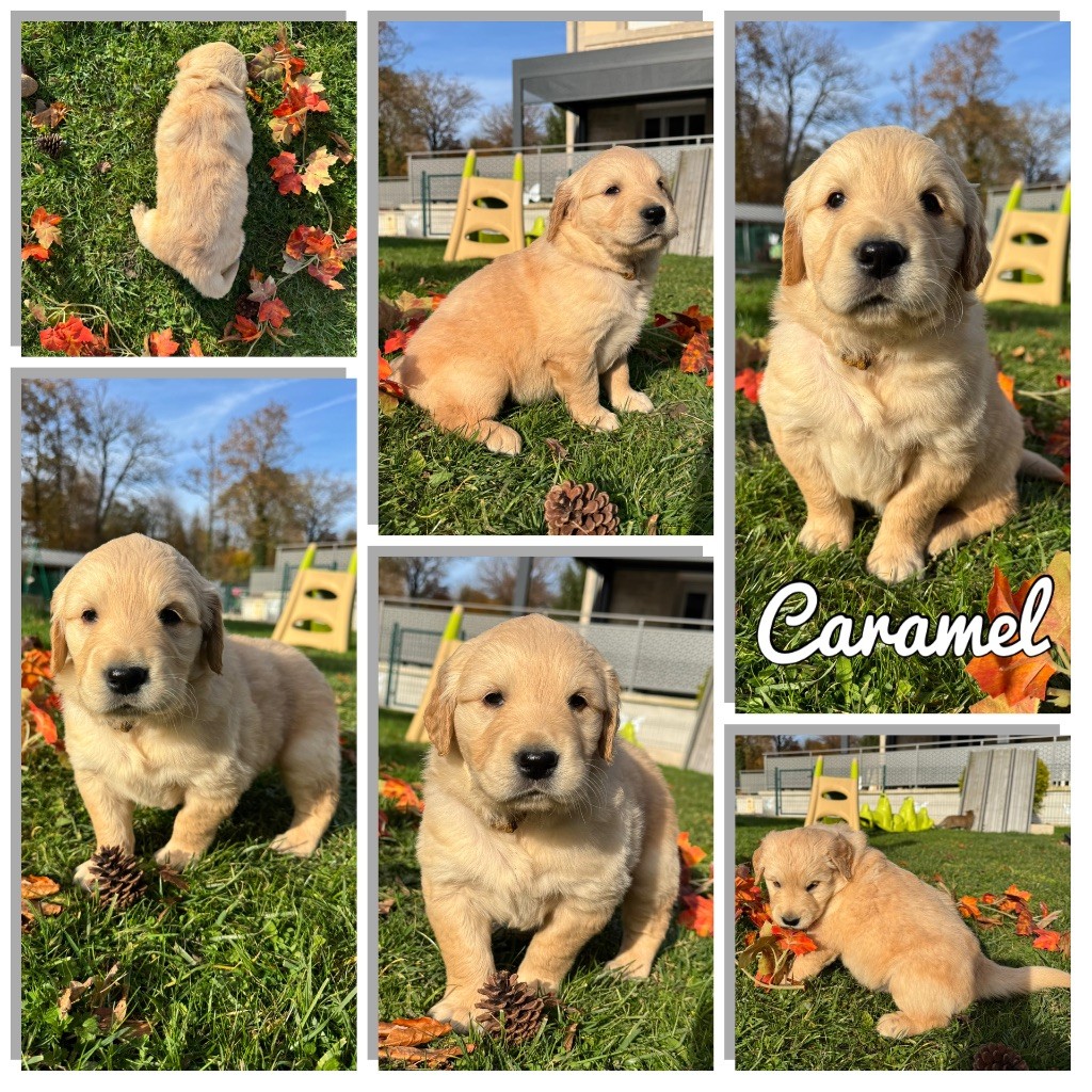 Du Domaine Des Belles Aubois - Golden Retriever - Portée née le 30/09/2025