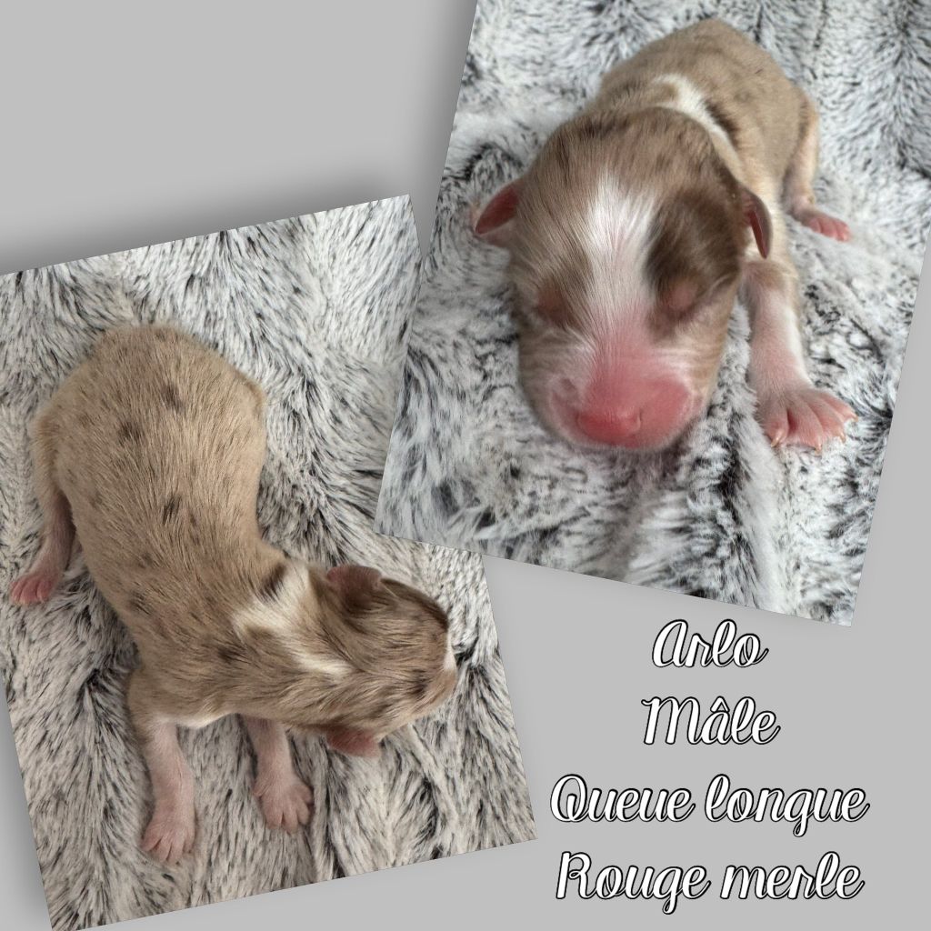 Du Domaine Des Belles Aubois - Chiots disponibles - Berger Australien