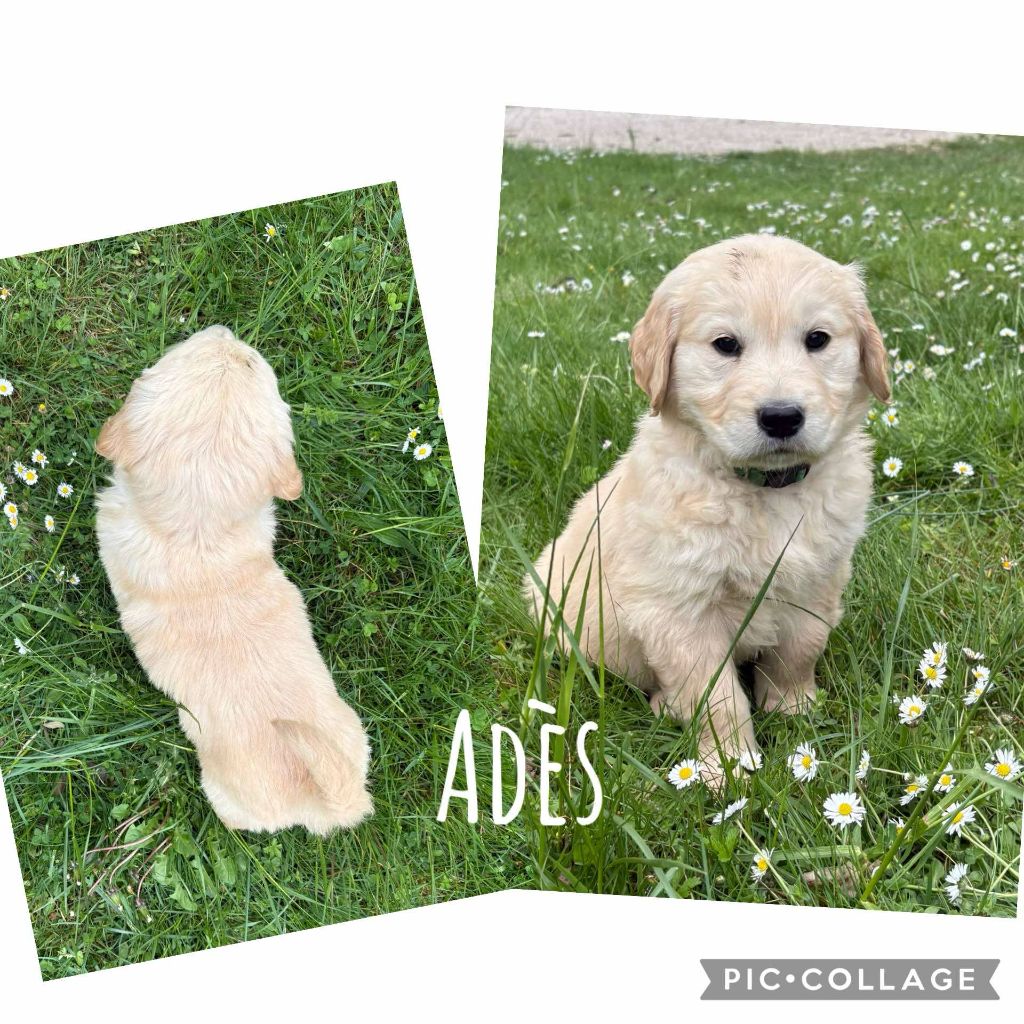 Du Domaine Des Belles Aubois - Chiots disponibles - Golden Retriever