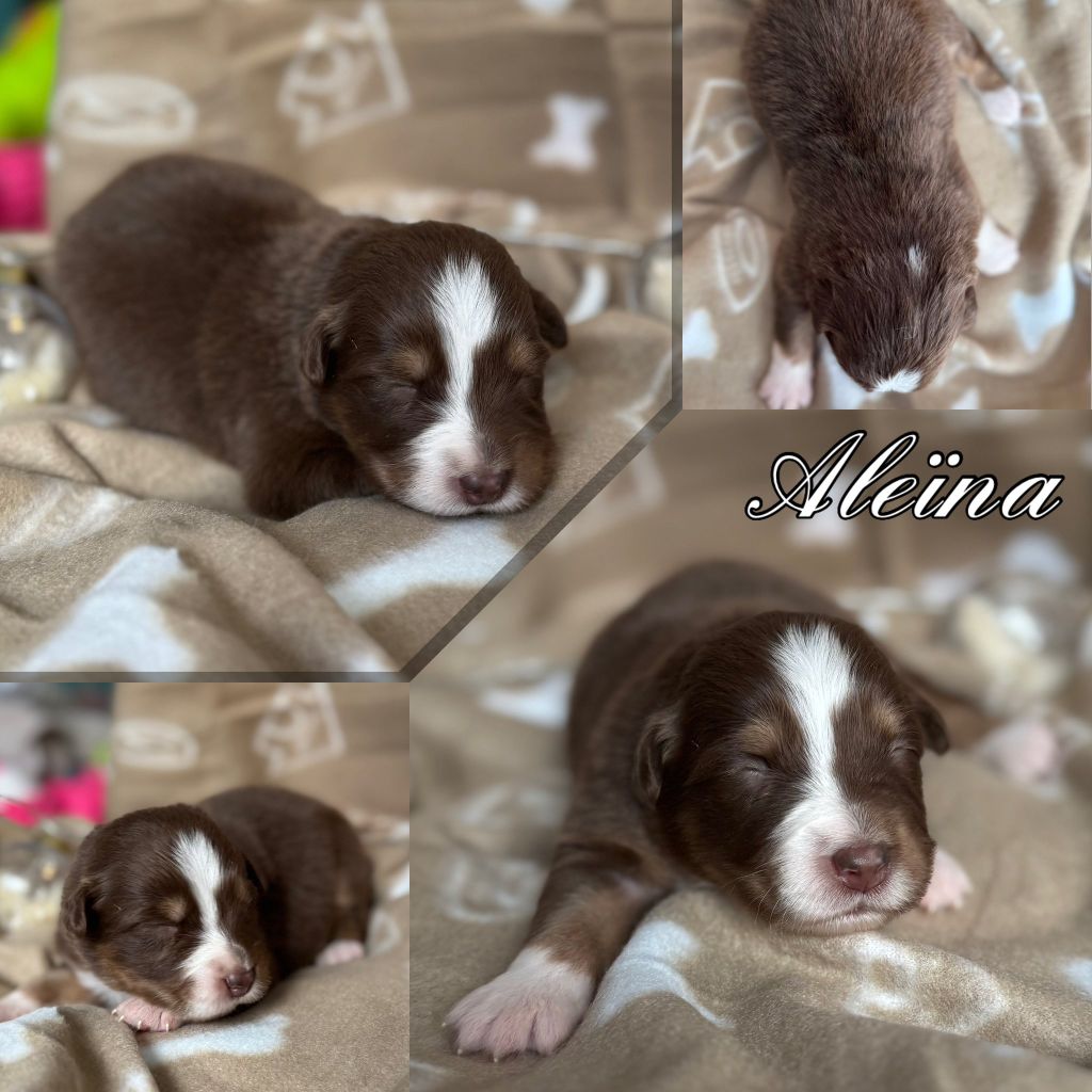 Du Domaine Des Belles Aubois - Chiots disponibles - Berger Australien