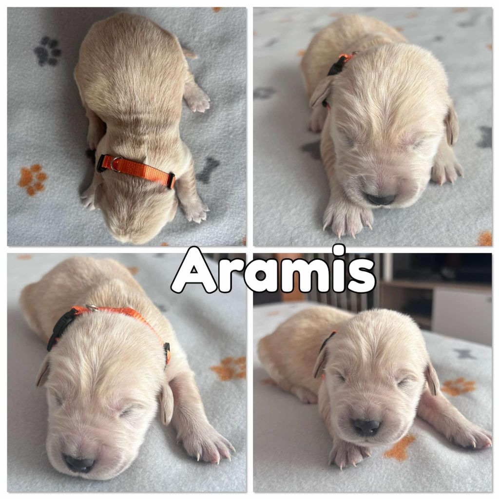 Du Domaine Des Belles Aubois - Chiots disponibles - Golden Retriever