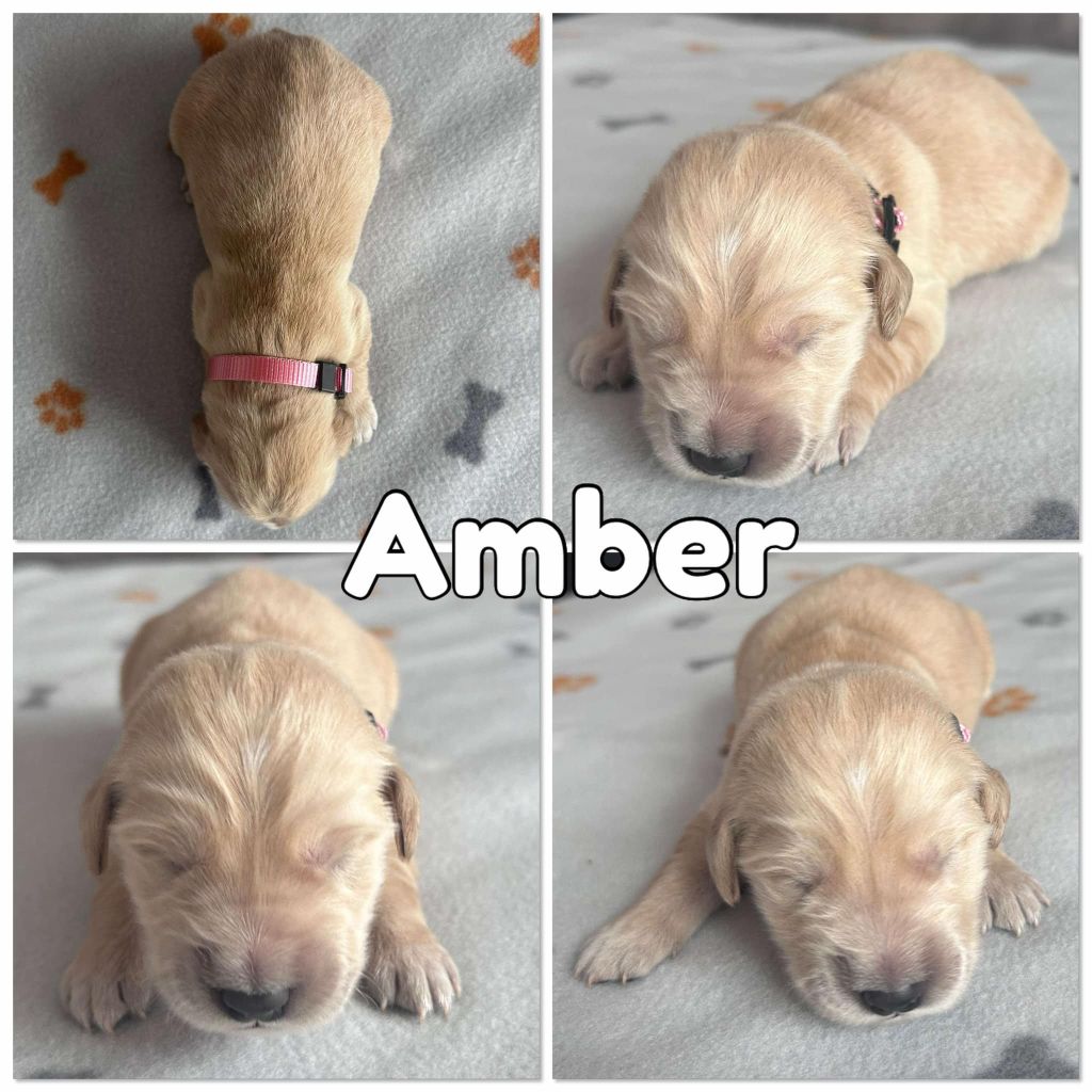 Du Domaine Des Belles Aubois - Chiots disponibles - Golden Retriever