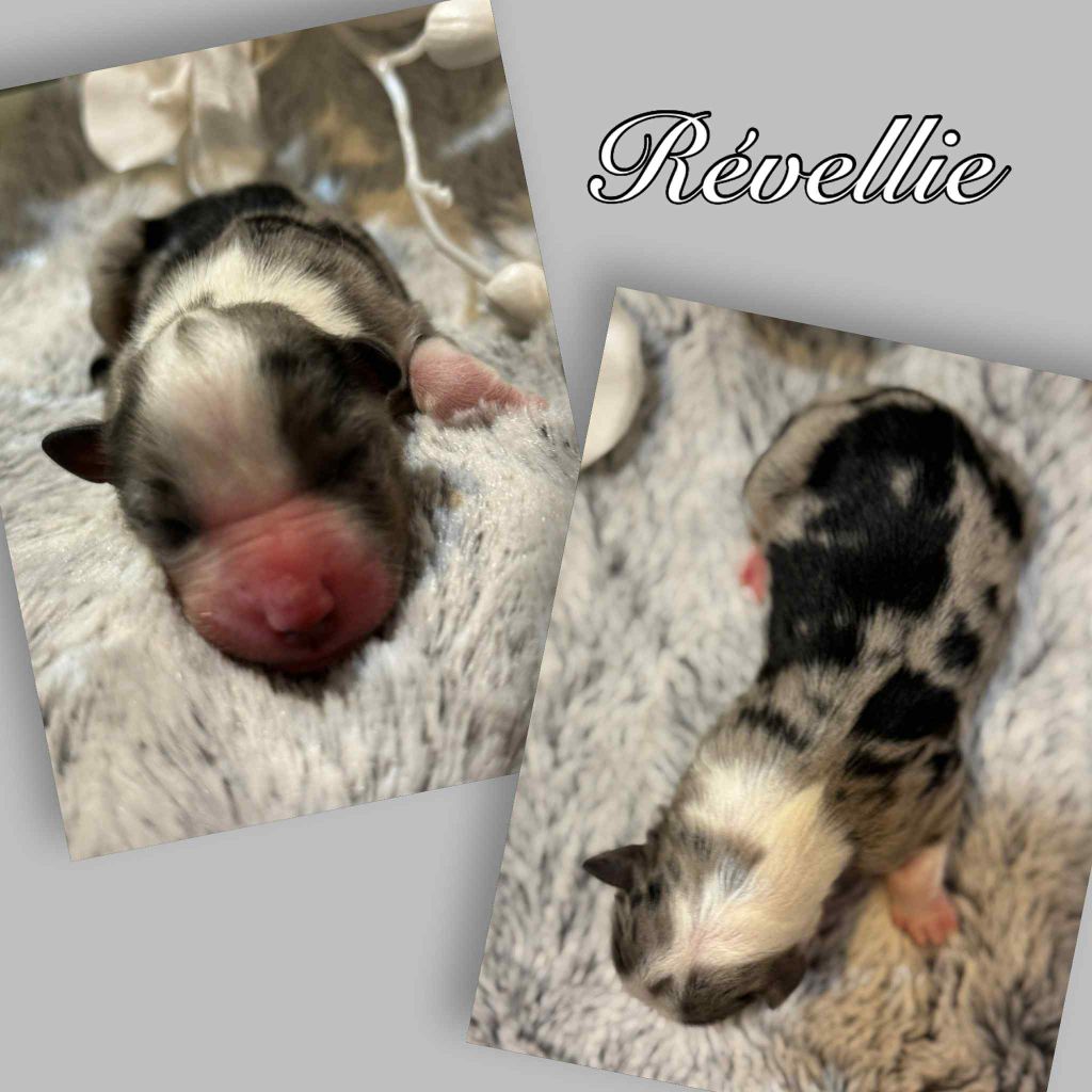 Du Domaine Des Belles Aubois - Chiots disponibles - Berger Australien