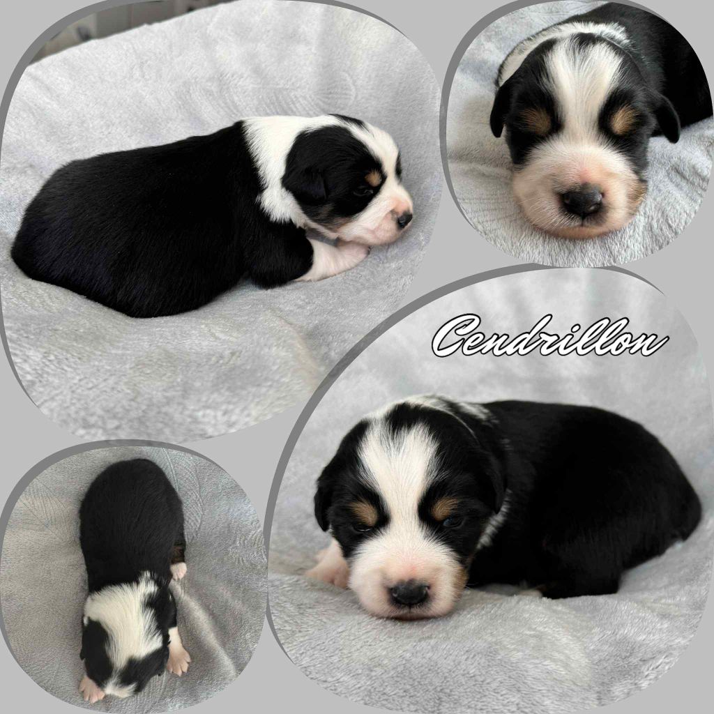 Du Domaine Des Belles Aubois - Chiots disponibles - Berger Américain Miniature 