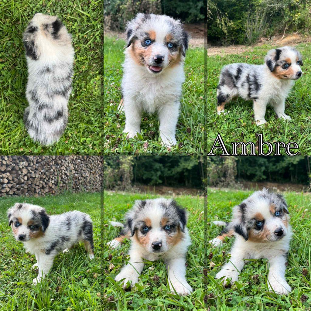 Du Domaine Des Belles Aubois - Chiots disponibles - Berger Australien