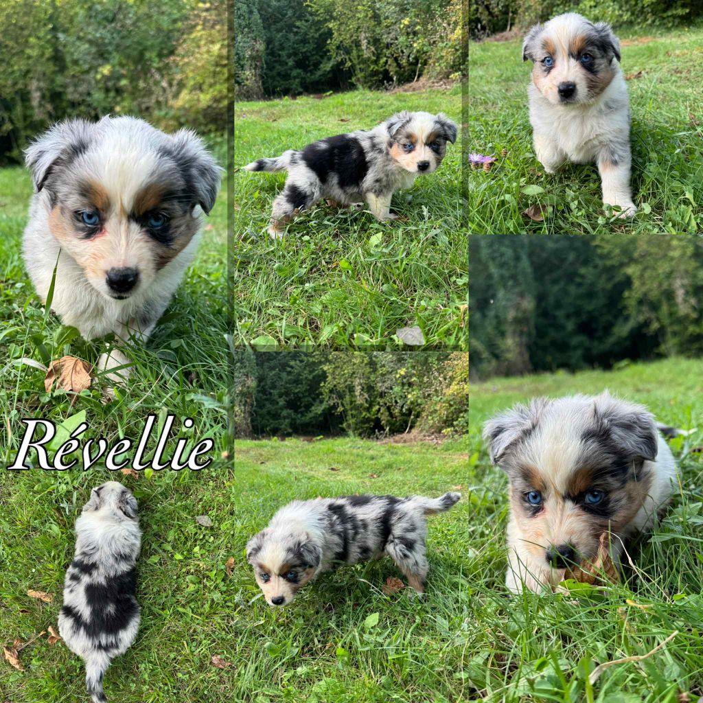 Du Domaine Des Belles Aubois - Chiots disponibles - Berger Australien