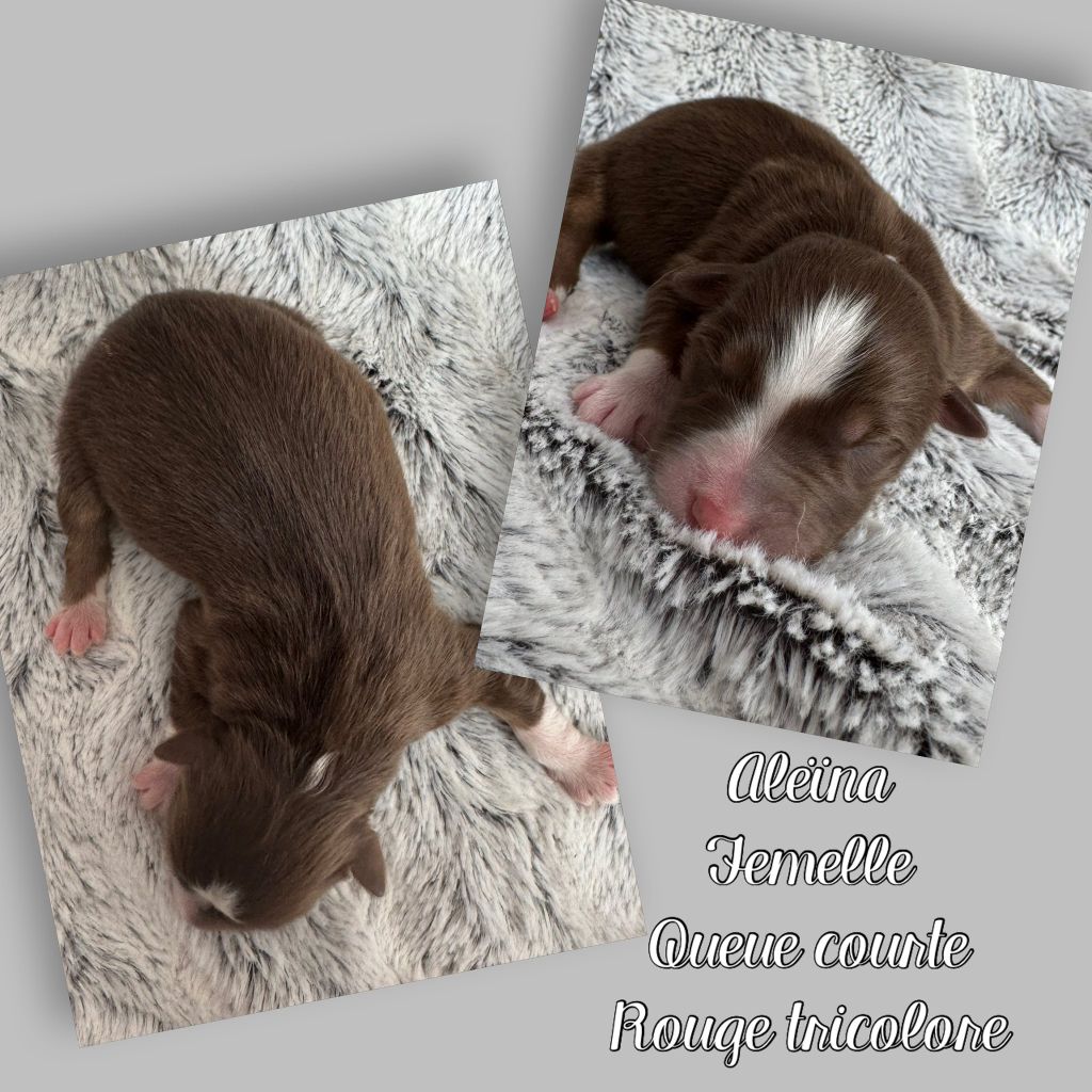 Du Domaine Des Belles Aubois - Chiots disponibles - Berger Australien