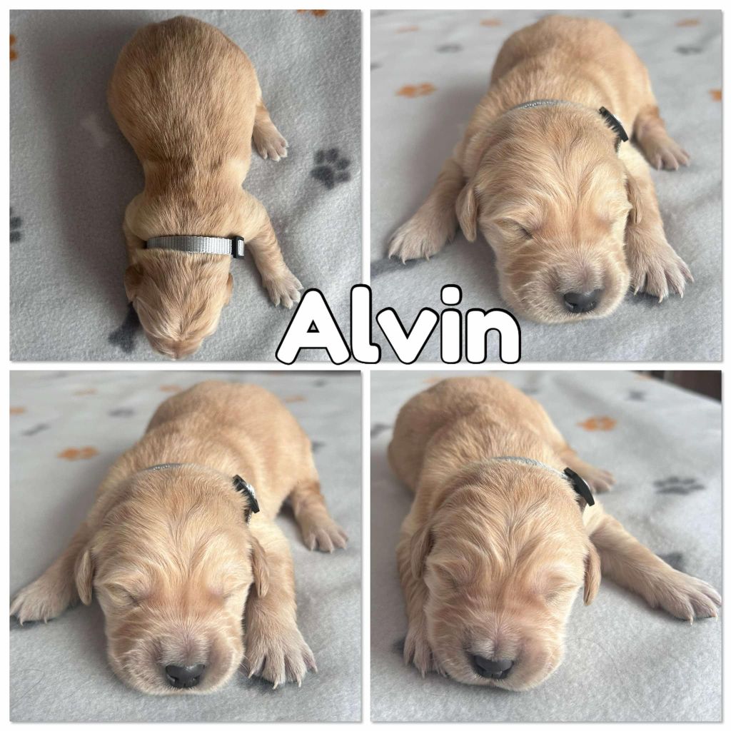 Du Domaine Des Belles Aubois - Chiots disponibles - Golden Retriever