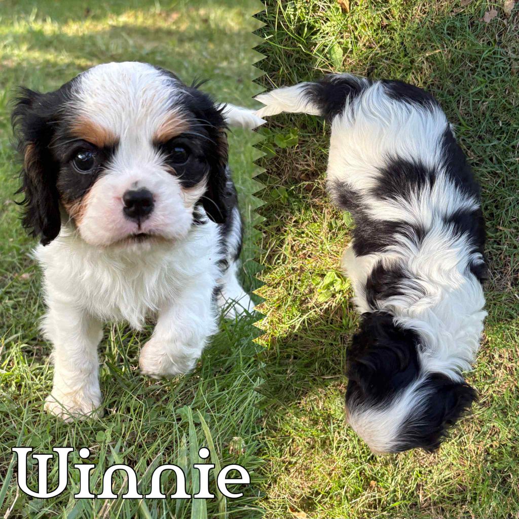 Du Domaine Des Belles Aubois - Chiots disponibles - Cavalier King Charles Spaniel