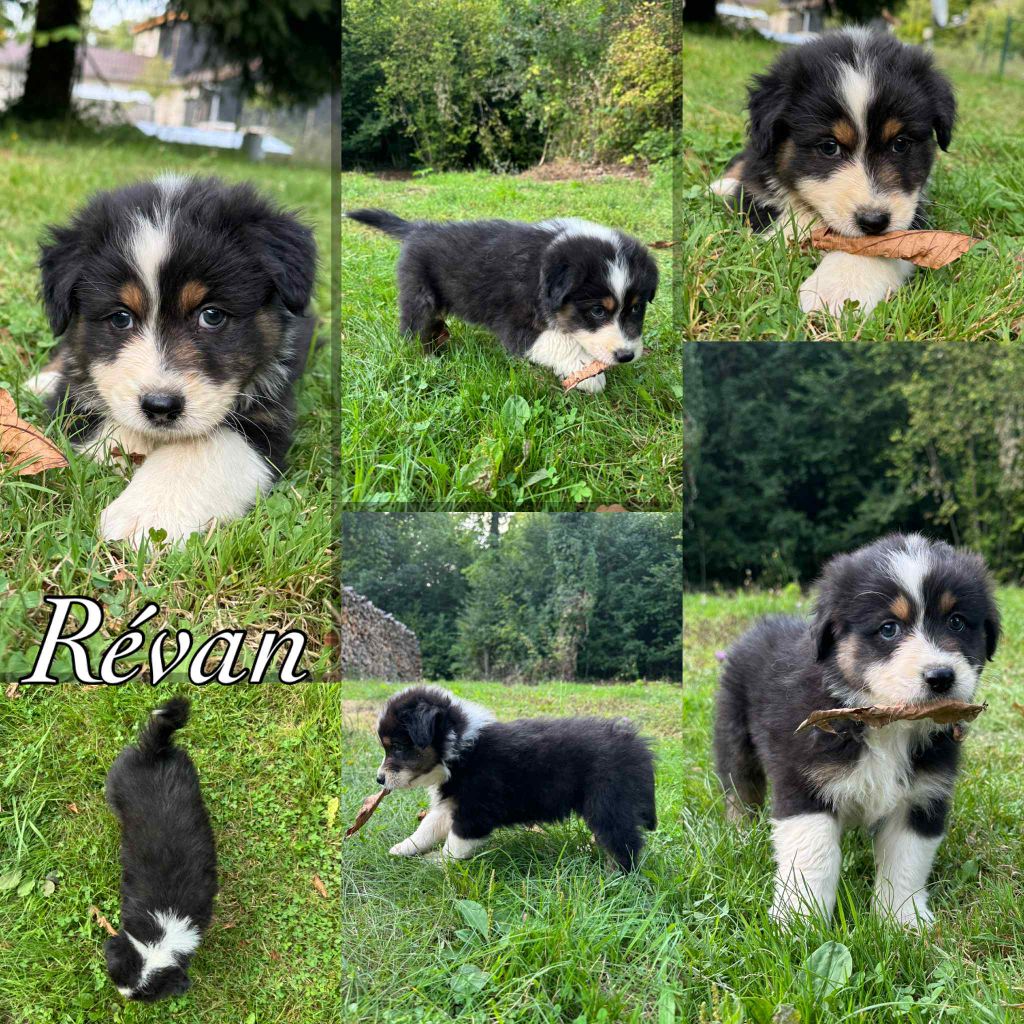 Du Domaine Des Belles Aubois - Chiots disponibles - Berger Australien