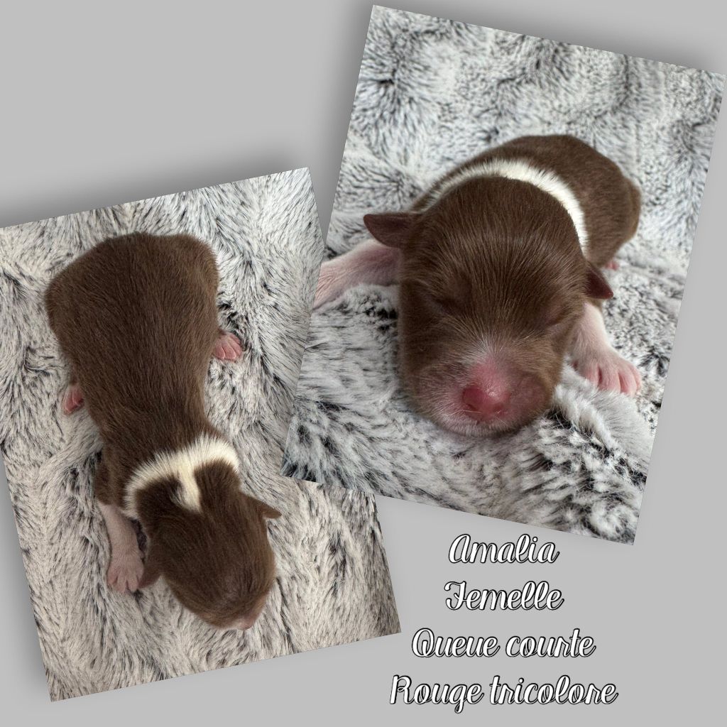Du Domaine Des Belles Aubois - Chiots disponibles - Berger Australien