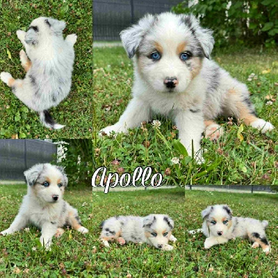 Adès dit apollo
