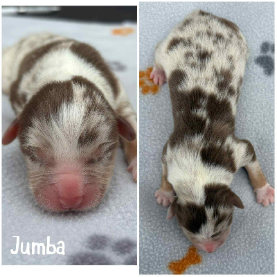 JUMBA