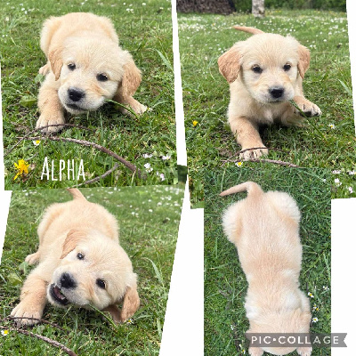 Alpha