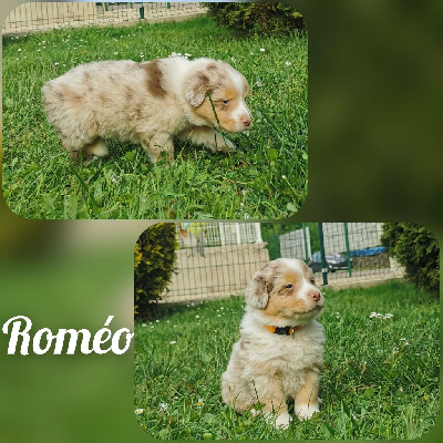 Roméo