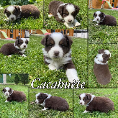 " Cacathuète " 