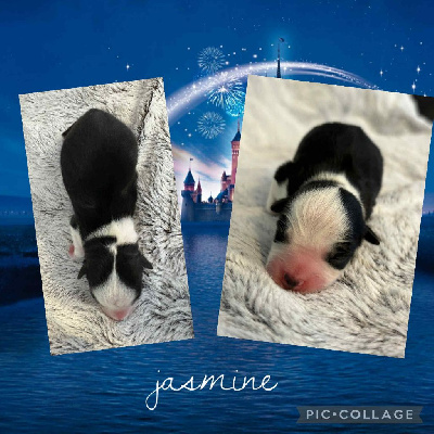 JASMINE