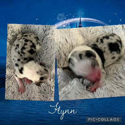 FLYNN