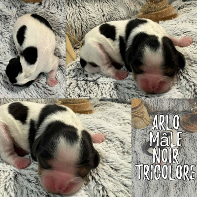 ARLO
