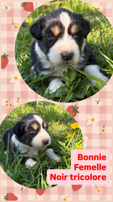 BONNIE