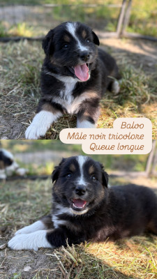 BALOO