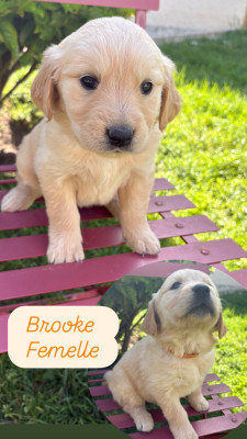 BROOKE