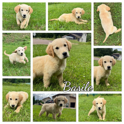 BASILE