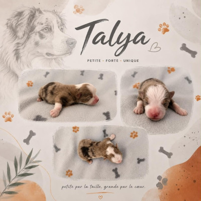 TALYA