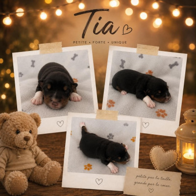 TIA