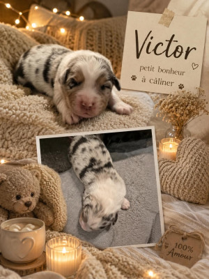 VICTOR