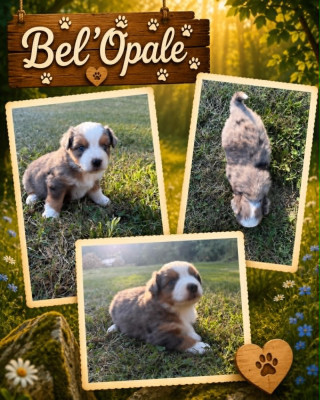BEL'OPALE