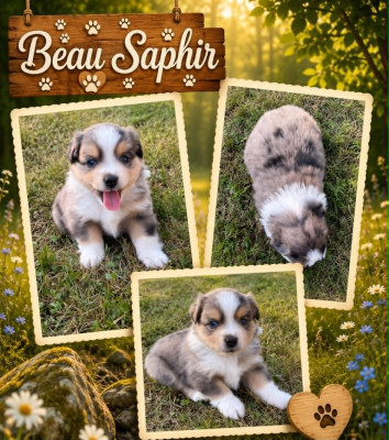 BEAU SAPHIR