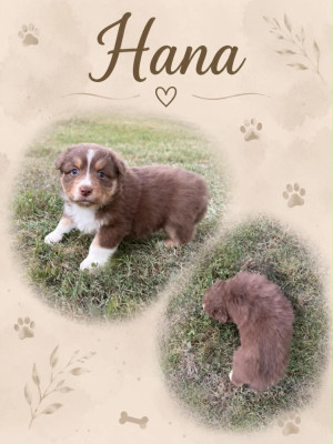 HANA