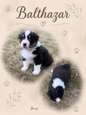Balthazar