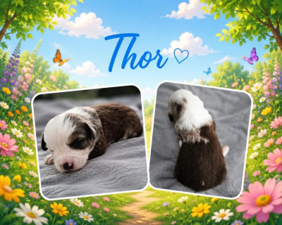 THOR