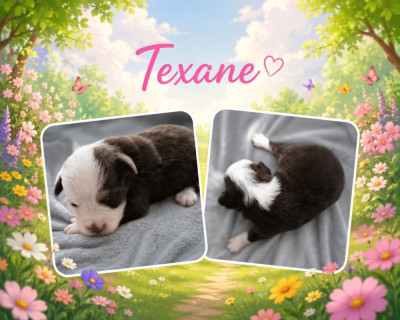 TEAXANE