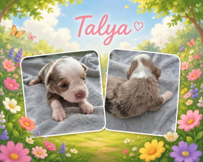 TALYA