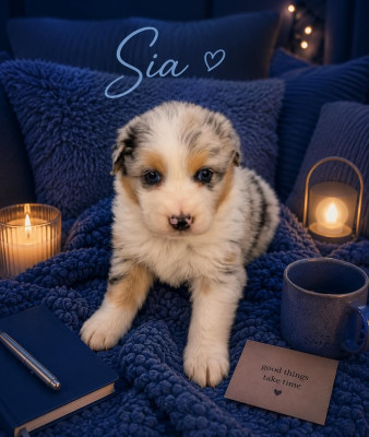 SIA dit BONNIE
