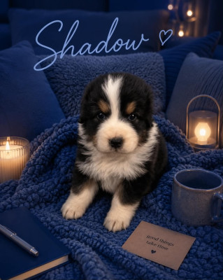 SHADOW dit BAVURE