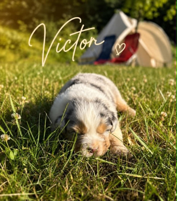 VICTOR dit BOO